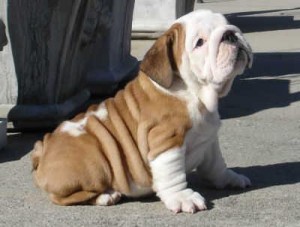 Excellent English Bulldog Puppies