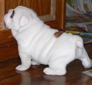 ADORABLE ENGLISH BULLDOG PUPS