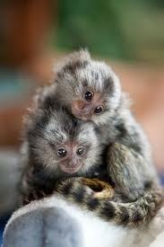 Charming Pygmy Marmoset Monkey for Sale