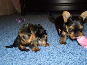 Healthy Yorkie Puppies for Adoption