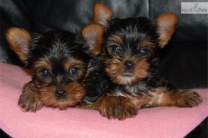 $200 Tecup yorkie puppies