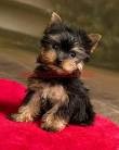 Yorkie Puppies