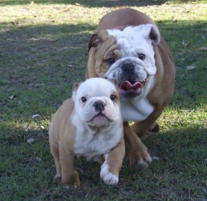 English Bulldog Puppies