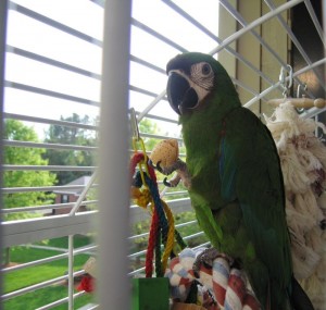 Pretty  Hahns  Macaw with Huge Cage