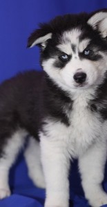 Siberian Husky Puppies for Adoption