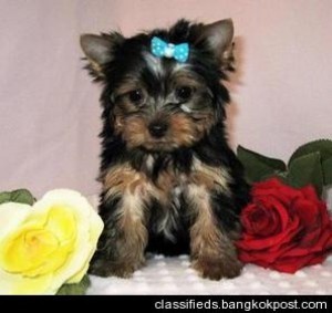 Outstanding Yorkie Puppies