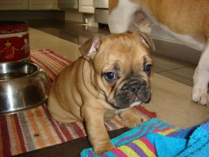 Excellent Female Frenchie for Sale