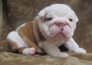 English Bulldog for Sale