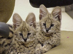 House Trained Serval Kittens