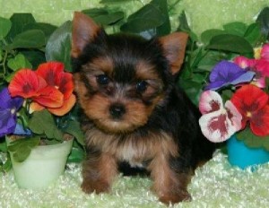 4 Stunning Teacup Yorkie Puppies