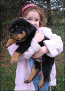 Rottweiler Puppy