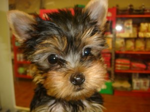 Teacup Yorkie Puppies Available