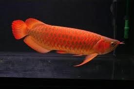 Arowana Fishes Available