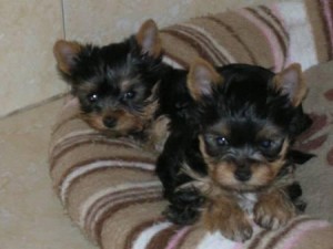 Yorkshire Terriers