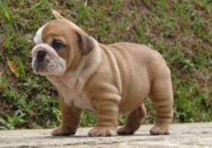 Cute English Bulldog Puppies