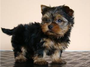 Yorkshire Terrier Puppies For Free Adoption