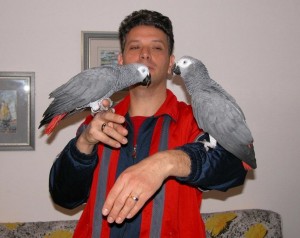 Gorgeous And Adorable Africa Grey Parrots For Sale Comes With Cages