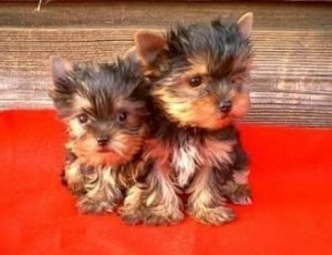 Yorkshire Terrier pups