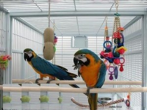 Parrots for Sale