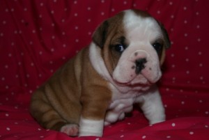 English Bulldog Puppies Available