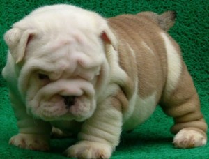 Adorable English Bulldog Puppies