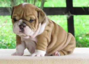 Mini English Bulldog puppies