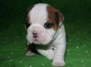 Charming English Bulldog Puppies