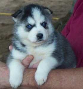 Siberian Husky Puppies for Sale