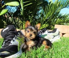 AKC Yorkshire Terriers