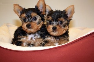 FREE 13 Weeks Old Male and Female Yorkshire Terrier Puppies