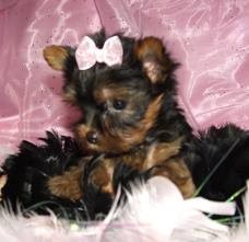 Teacup Yorkie for Sale