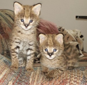 Serval Kitten for Adoption