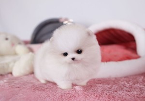 AKC Pomeranian puppies