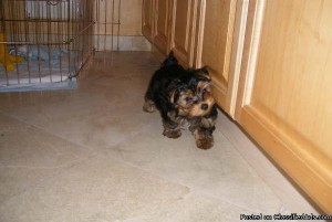 Teacup Yorkie Puppies