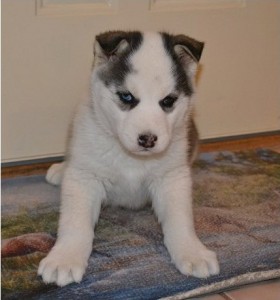 Beautiful Siberian Husky Puppies for Adoption