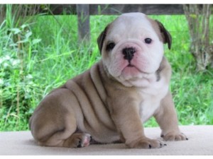 Adorable English Bulldog for Adoption