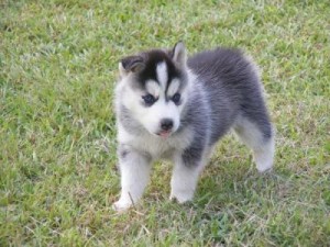 Siberian Husky Pupps For Adoption