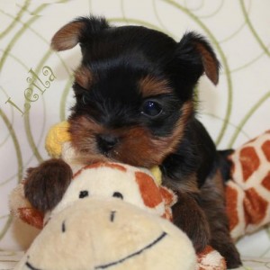 Tea-Cup Yorkie Puppies Available