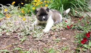 AKC Limited Reg. Akita Puppies