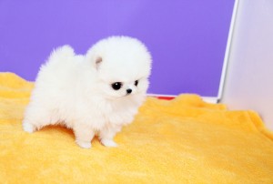 Beautiful Tiny Pom