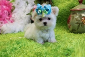 Tiny Maltese Puppies for Sale