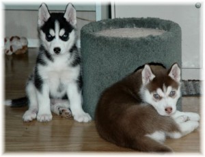 Pedigree Siberian Husky Puppies