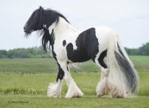 Gypsy Vanner Horses