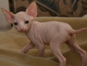 T.I.C.A Registered Hairless Sphynx Cats Available