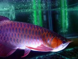 Arowanas Fish for Sale