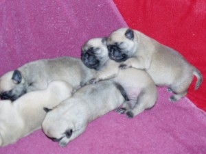 Pug Puppies