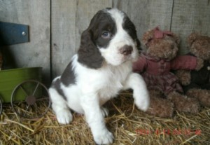 Gorgeous English Springer Spaniel puppies