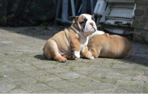 Male Bulldog Puppy for Sale