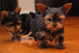 Yorkshire Terrier Puppies for rehomimg