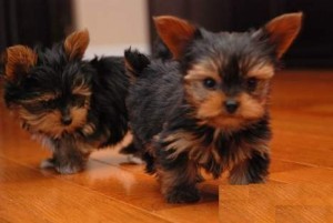 Yorkie Puppies